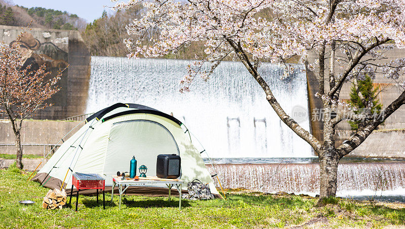 在美丽的樱花树下的公园露营
