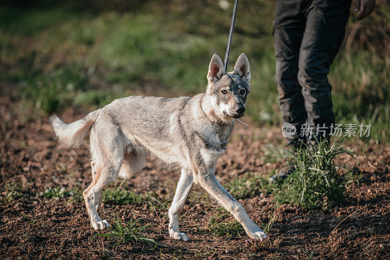 捷克斯洛伐克狼狗在森林里摆姿势