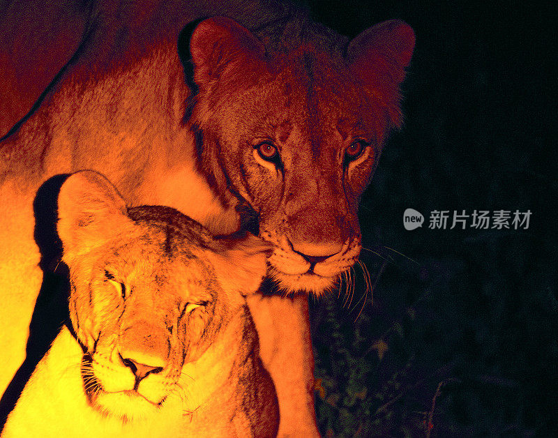 在非洲马拉维的马吉特野生动物保护区，狮子夜间的行为