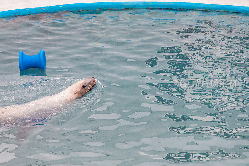 海狮在水里