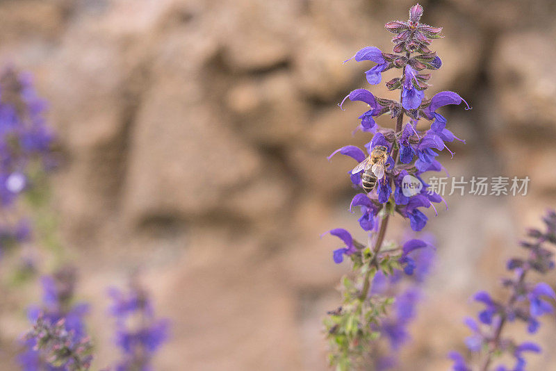 草鼠尾草(鼠尾草)在开花