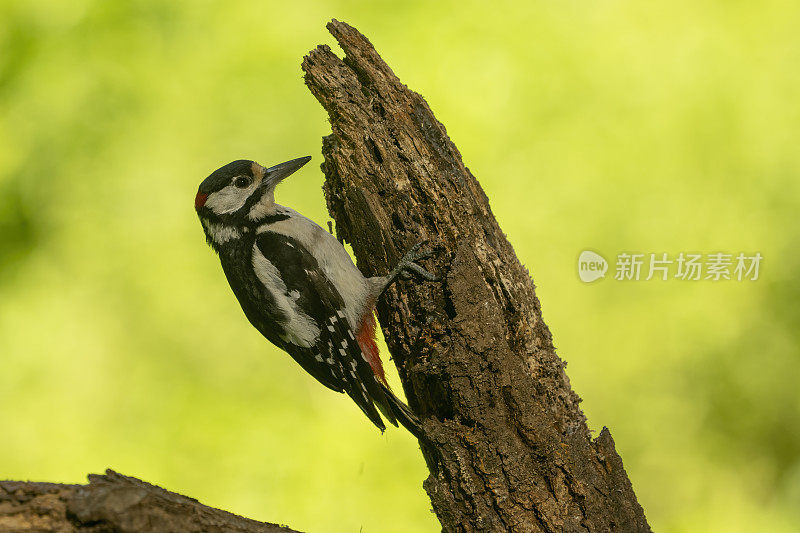 大斑点啄木鸟(主要是石鹦鹉)