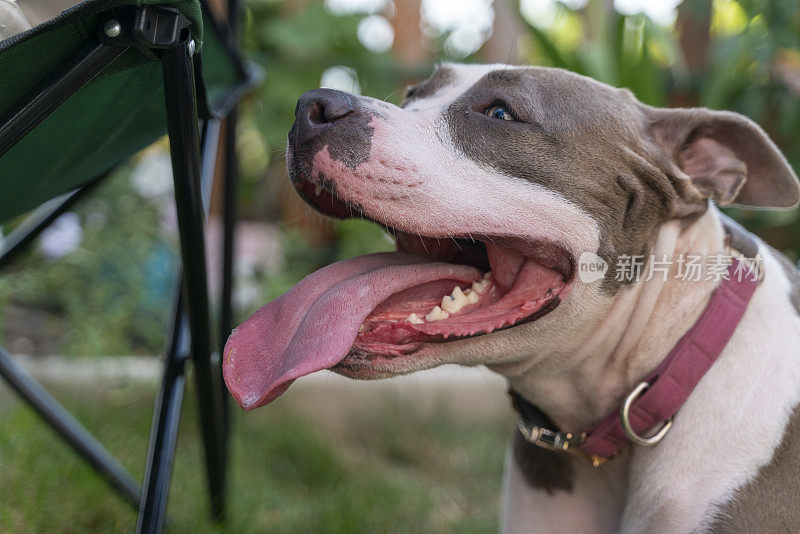 蓝眼睛的小猎犬