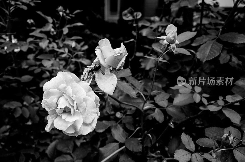 自然生活:白玫瑰上的昆虫