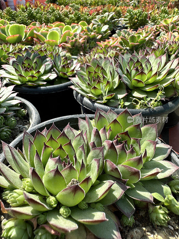 一群紫色尖头家蚕(Sempervivum)高山植物在塑料花盆中盆栽的特写图像，也被称为“母鸡和小鸡”或“永远活着”，晴天，重点在前景