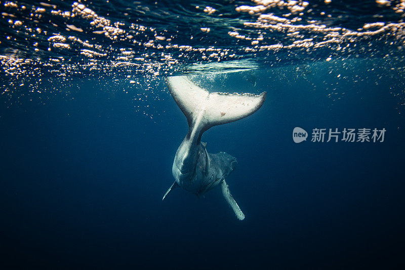 水下近距离拍摄在海面附近游泳的座头鲸幼崽