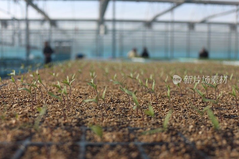 冬天在温室里种植植物