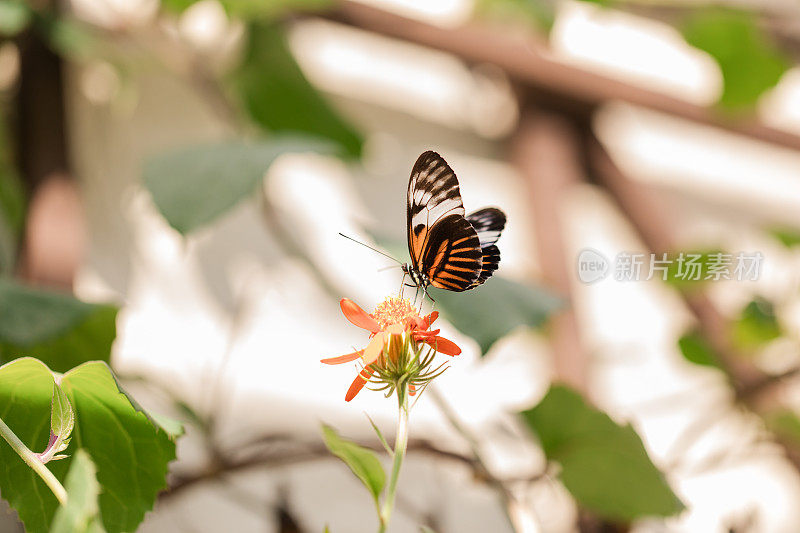 2023年秋天，在明媚的阳光下，南佛罗里达盛开的鲜艳的蝴蝶花上的彩色蝴蝶