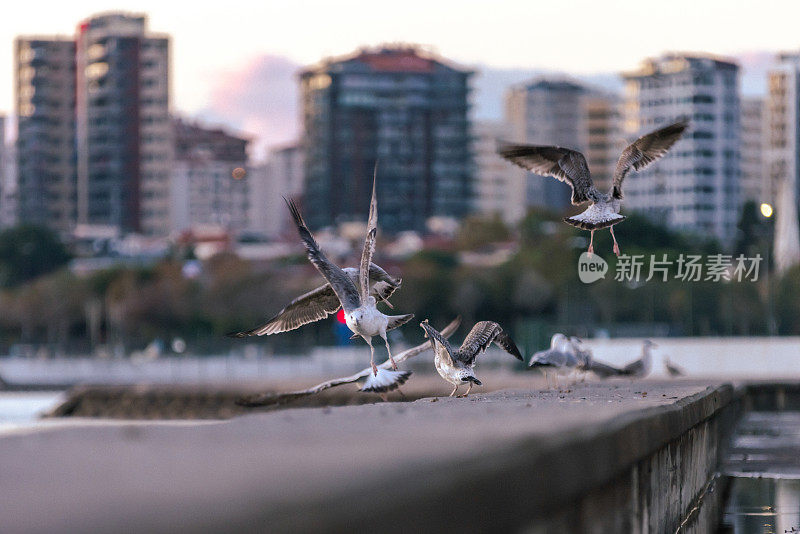 一群海鸥。