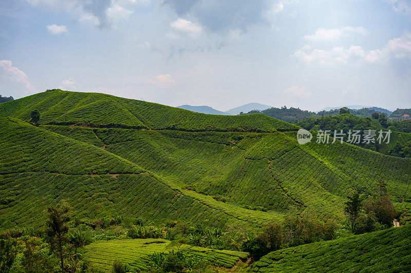 马来西亚金马仑高地的茶园