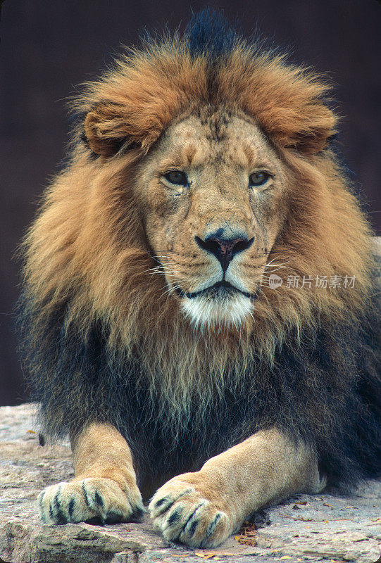 亚洲狮，又称波斯狮，美洲豹。美洲豹属。印度。雄性动物。