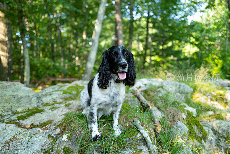 野外繁殖的英国可卡犬