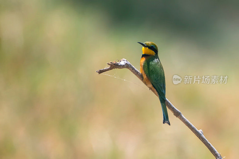 坦桑尼亚塔兰吉雷国家公园平原上的一根树枝上的小食蜂鸟