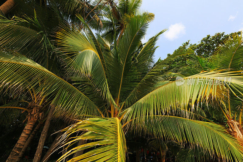 中国海南省三亚盛开的椰子树