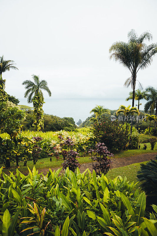 热带宁静:探索夏威夷毛伊岛的伊甸园植物园