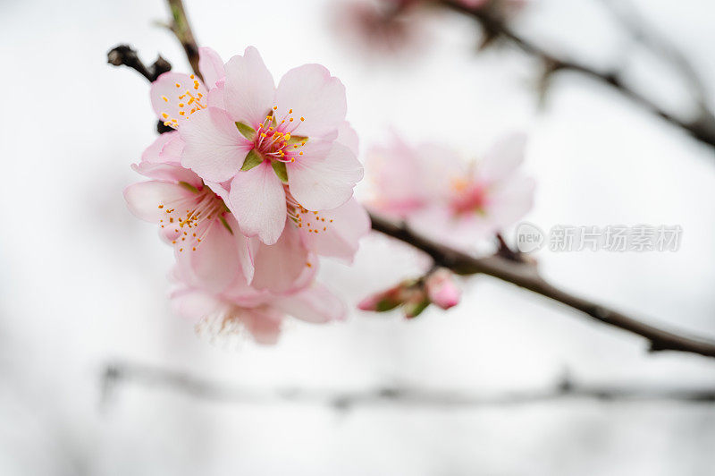 春粉花朵背景