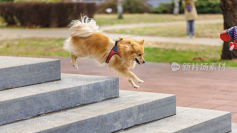 德国斯皮兹犬在公园里跑下楼梯