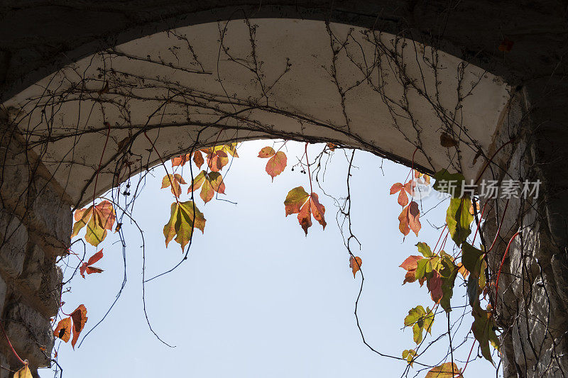 旧砖石窗上的树叶