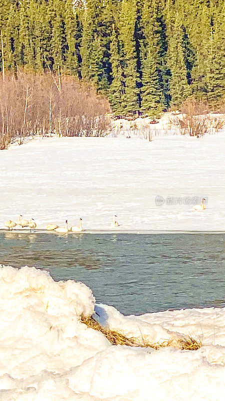 无人机在阿拉斯加内陆的雪雁上空飞行