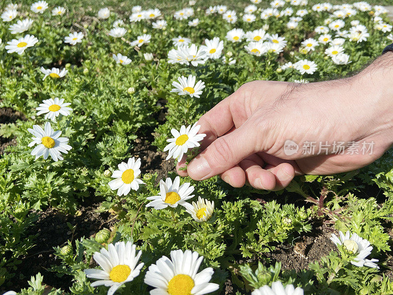 手摘雏菊