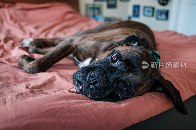 一只雄性拳师犬躺在卧室的床上休息