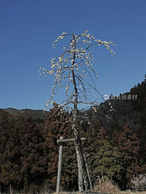 吉野巴林公园