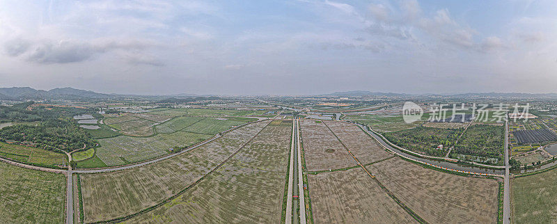 中国广东佛山的大片稻田