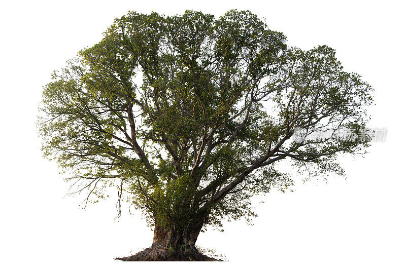 一棵长着绿叶的大树是图像的主要焦点。那棵树孤零零地矗立在白色的背景上。
