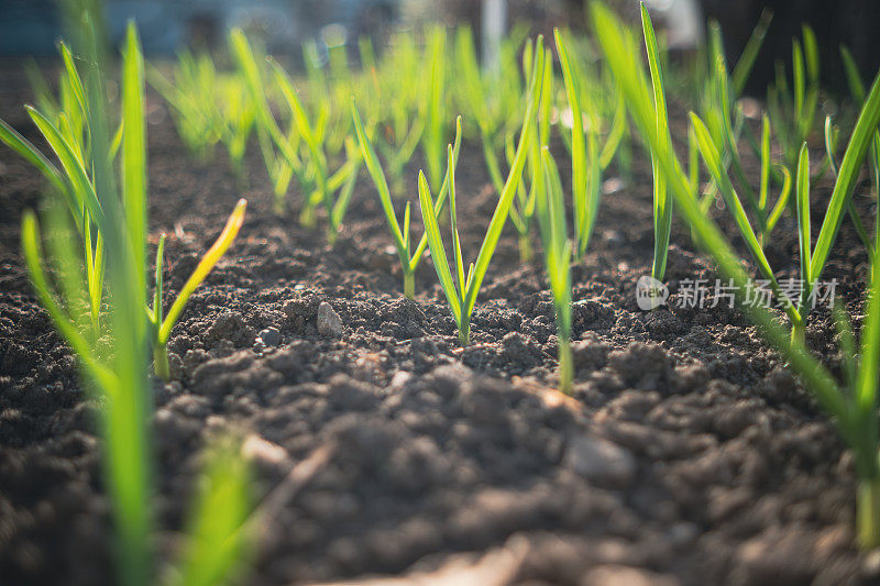 大蒜芽成行生长在肥沃的土壤里，被清晨的阳光照亮。