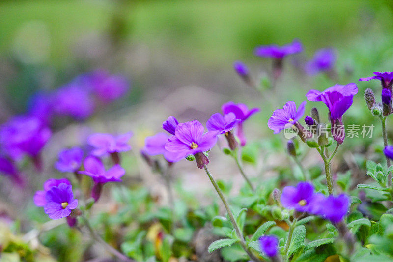 紫色的花