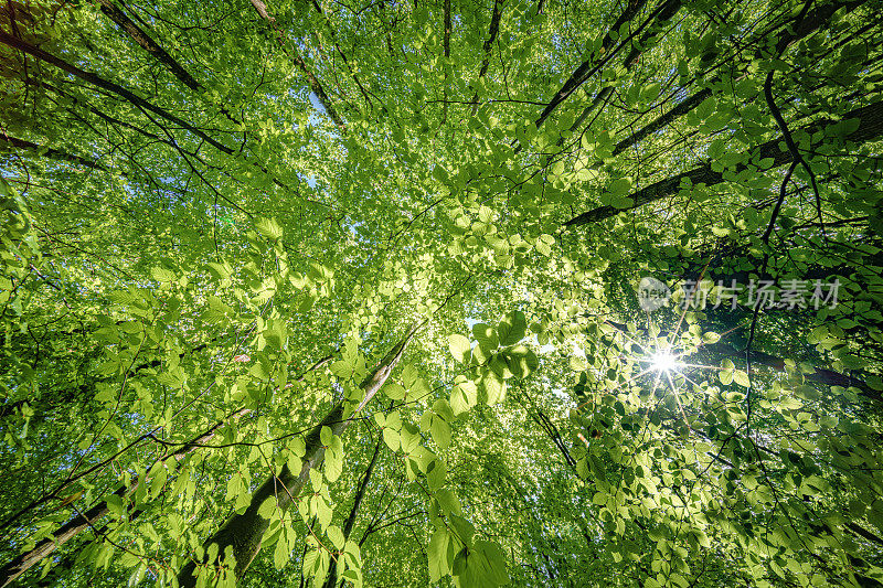 透过森林的树枝观察太阳