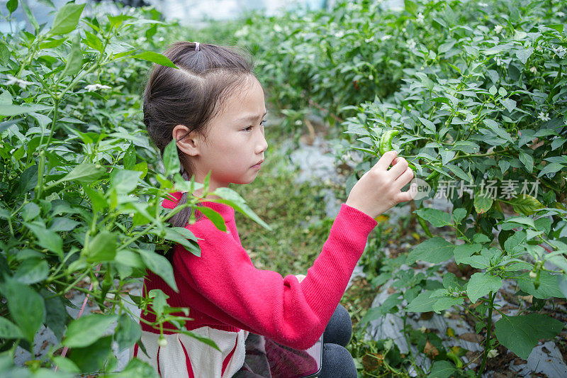 孩子们看着蔬菜生长