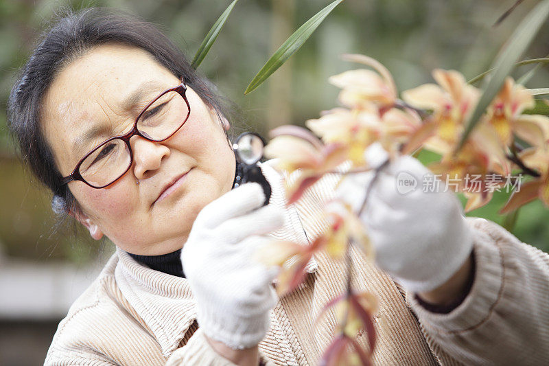 研究花