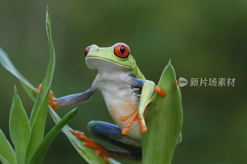 雨林景观-红眼树蛙