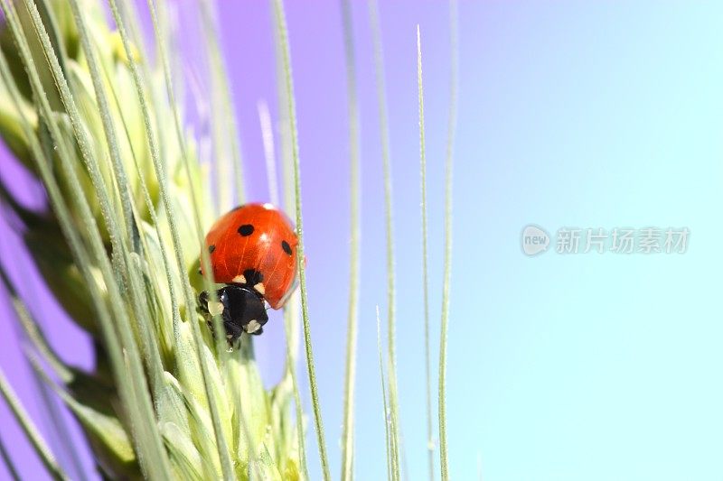 瓢虫对小麦