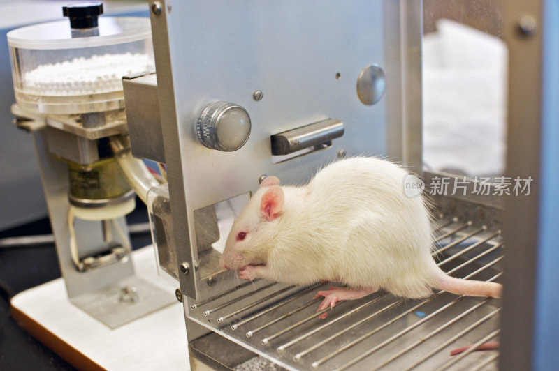 一只小老鼠在实验室里接受测试
