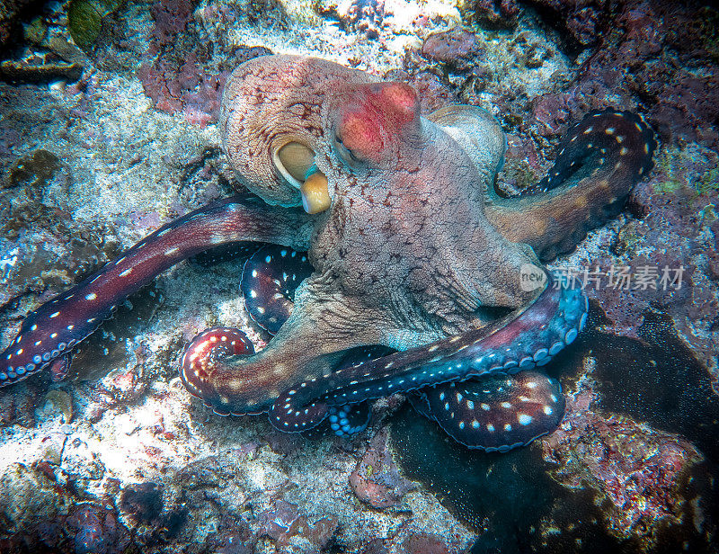 暗礁章鱼(章鱼蓝藻)头足类无脊椎动物的触手缠结