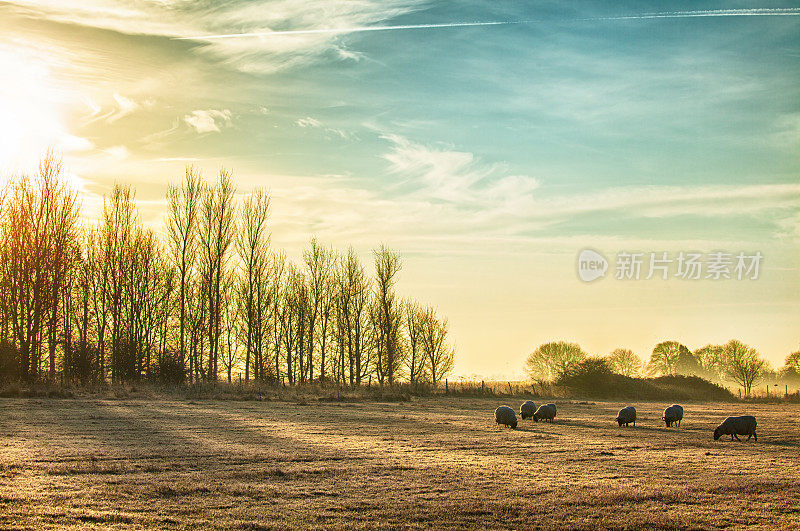 绵羊在农村的日出景观