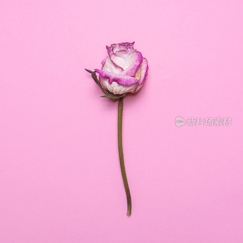 粉红色背景上的干玫瑰。平铺，俯视图花