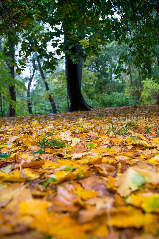 秋天的树叶从树上落下。雨落在他们身上