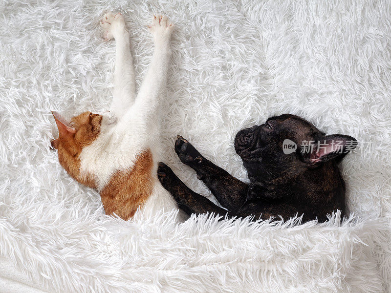 猫和狗。可爱的动物在床上。温暖的白色绒毛毯