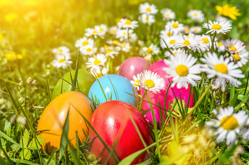 在阳光的照耀下，五颜六色的复活节彩蛋躺在雏菊和蒲公英之间的草地上