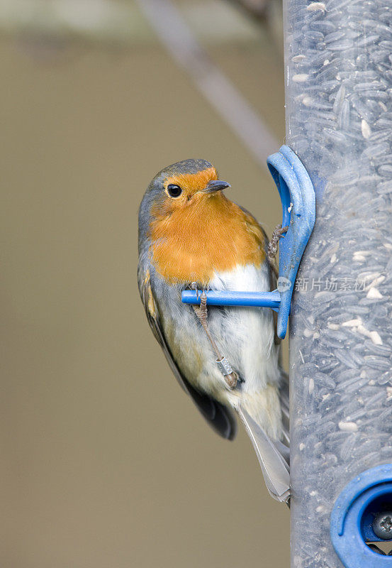 罗宾(红心rubecula)