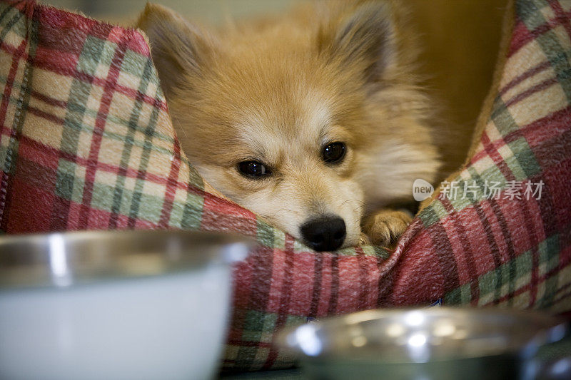 可爱的博美犬在床上