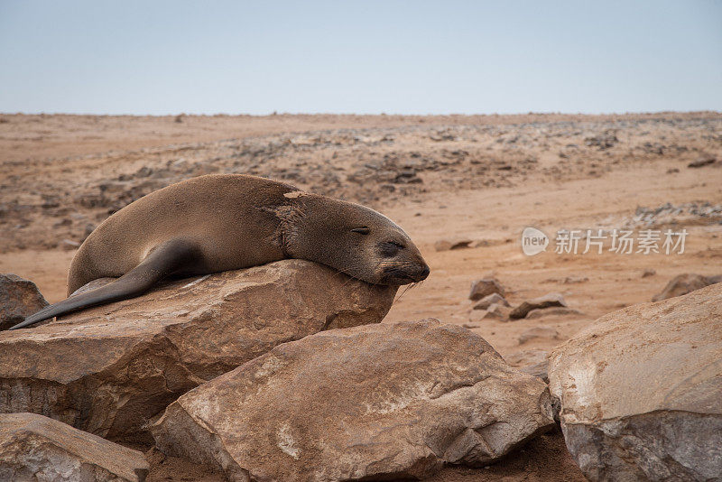 纳米比亚十字角海豹保护区的野生睡眠海豹