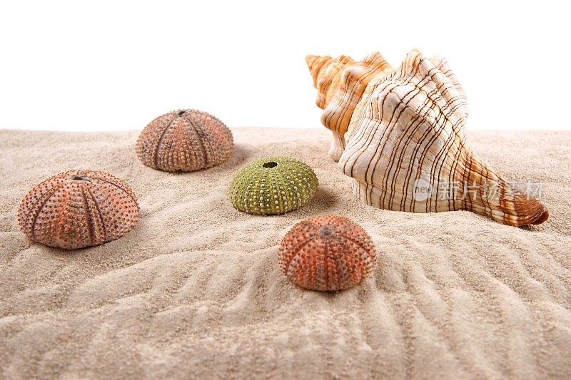 沙滩上的贝壳和干海胆