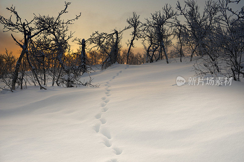 冬天的早晨，动物在通往森林的雪地上留下的足迹