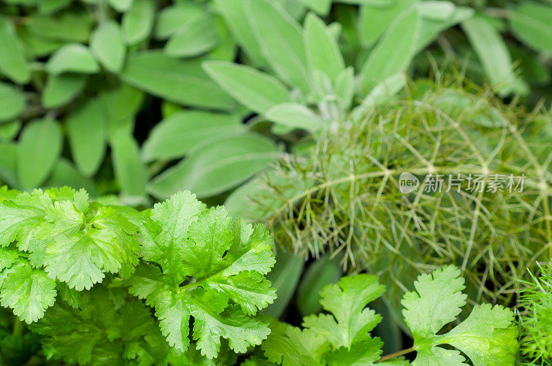 香菜，茴香，鼠尾草花园