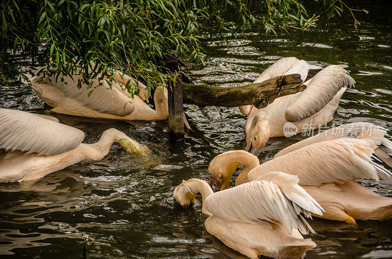 粉红Pelicans