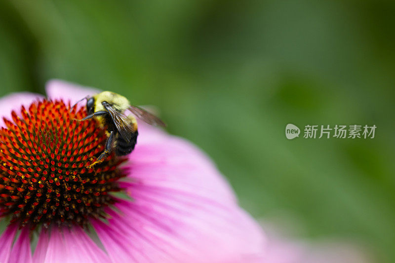 大黄蜂在松果菊